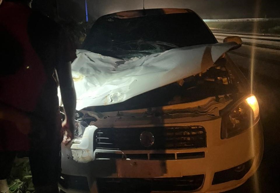 Acidente com boi causa destruição parcial de veículo na Variante, BR-364; veja vídeo