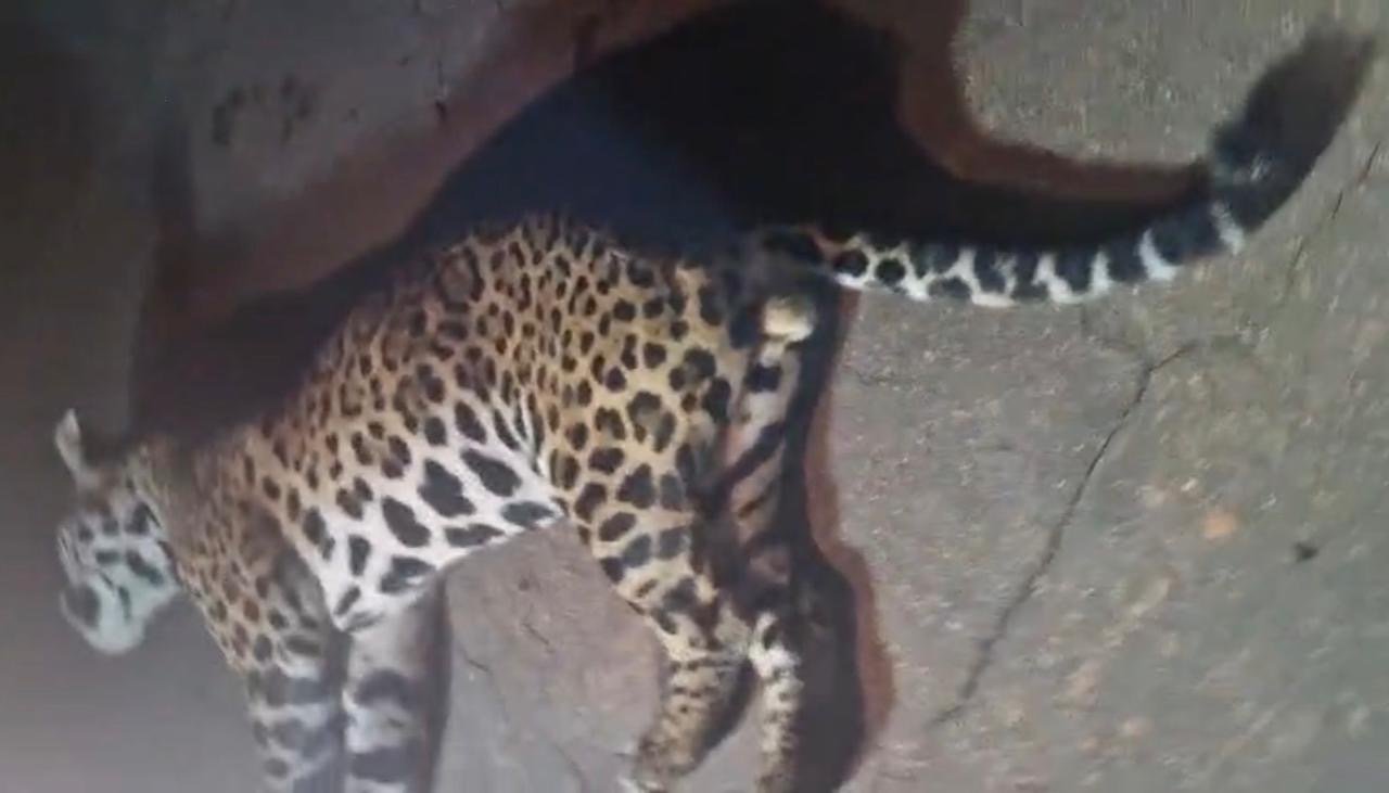 Onça-pintada é atropelada e morre na BR-364, em Cruzeiro do Sul