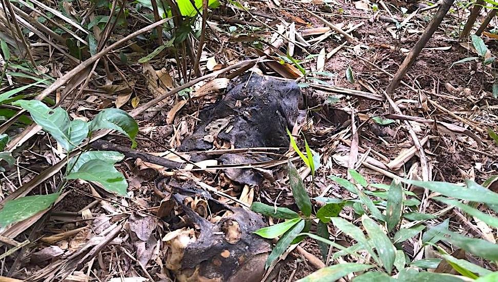 Ossada humana é encontrada em área de mata no interior do Acre