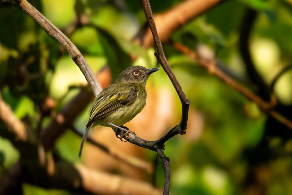 Clube de Observação de Aves do Acre debate Educação Ambiental