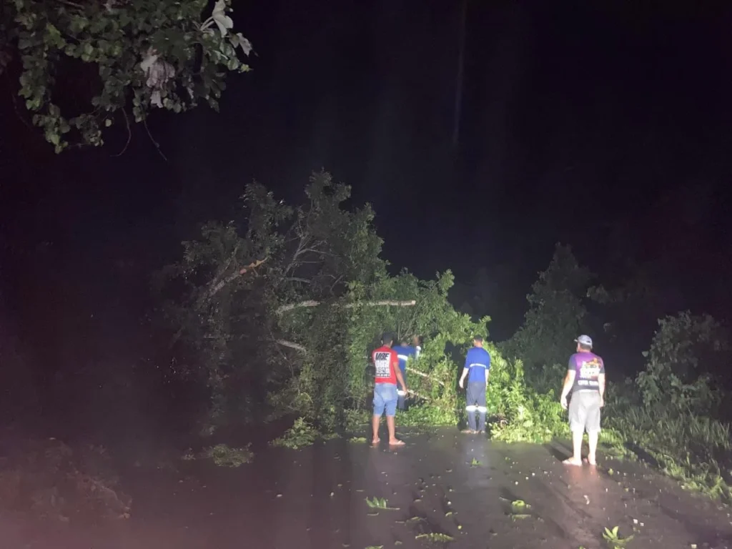 Chuva provoca queda de árvore e motoristas se mobilizam para liberar trecho da BR-364