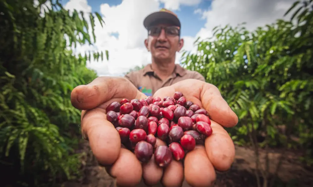 Relatório da Cecafé indica por que o Acre intensificou investimentos
