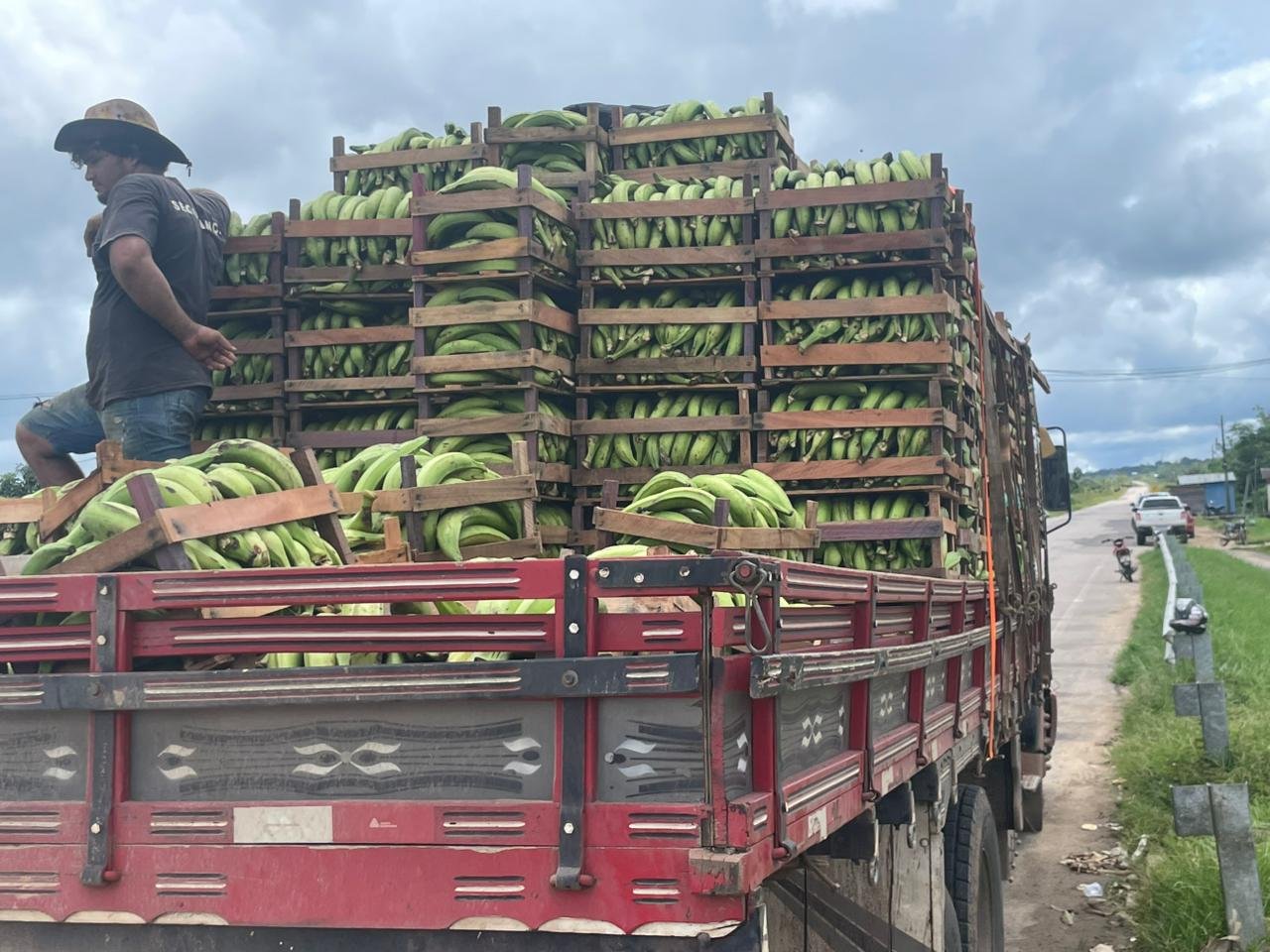 Explosão no campo: banana grande transforma realidade de produtores na BR-364