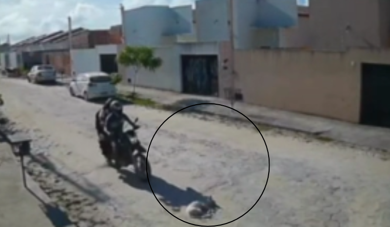 Atropelamento de cadela de rua termina em adoção pelo motociclista