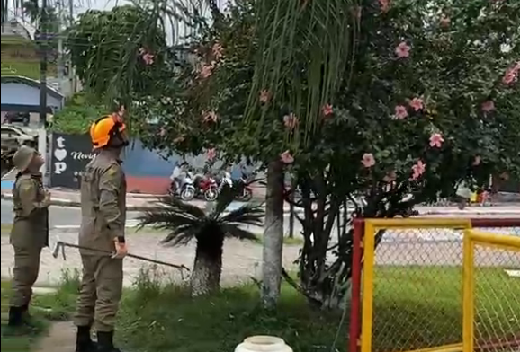 Cobra de cerca de 1 metro assusta pessoas na praça no centro de Cruzeiro do Sul