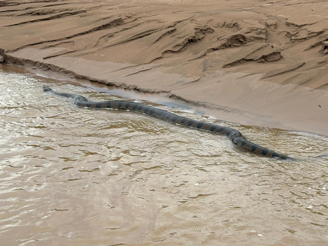 Sucuri gigante é flagrada durante enchentes no interior do Acre e chama atenção de moradores