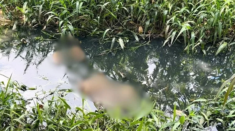 Corpo de homem é encontrado em córrego de esgoto
