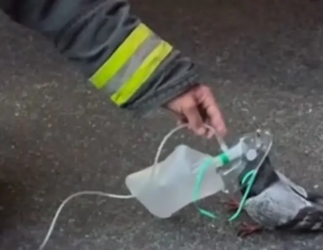 Bombeiros usam máscara de oxigênio para salvar pombo após incêndio