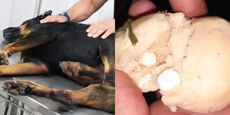 Detentos usaram pão com remédios para envenenar cão policial em presídio de Rio Branco, revela Iapen