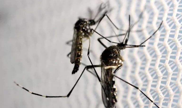 Cruzeiro do Sul e Mâncio Lima concentram maioria dos casos de dengue na Regional do Juruá