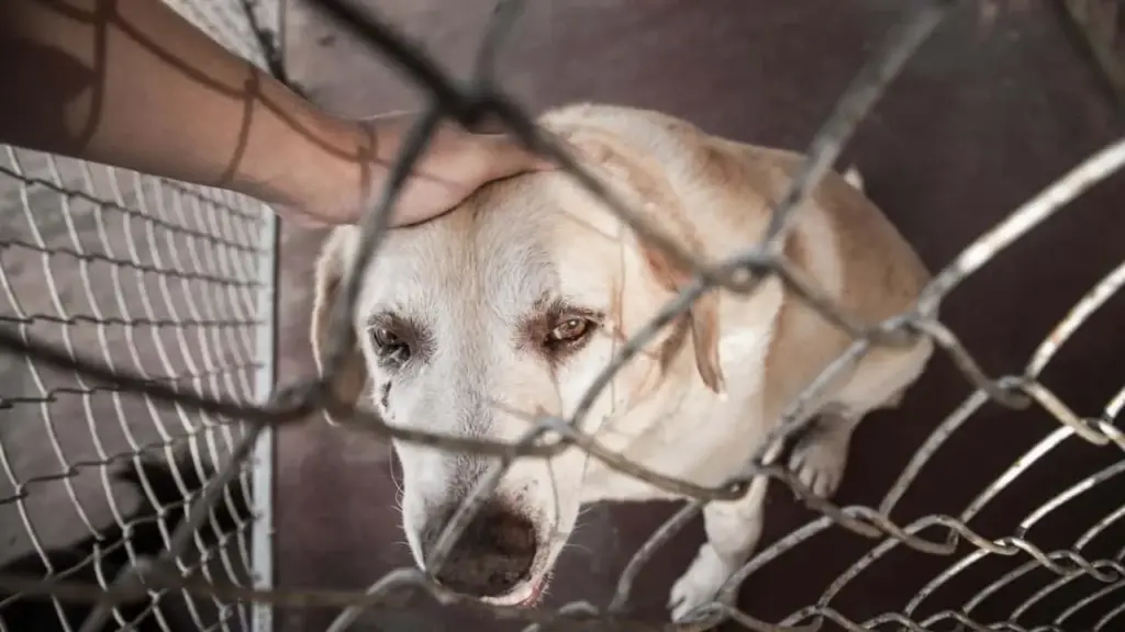 Acre sanciona leis que incentivam vacinação de animais e garantem direito de alimentar cães e gatos de rua
