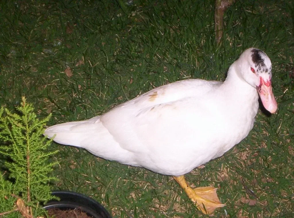 Homem é flagrado roubando pato de residência e acaba preso em Cruzeiro do Sul