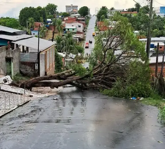Temporal com vento causa queda de árvore em Cruzeiro do Sul