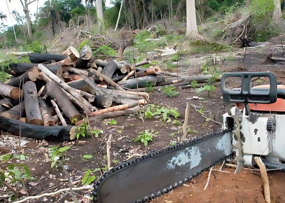 Trabalhador rural morre atingido por árvore em derrubada no Acre