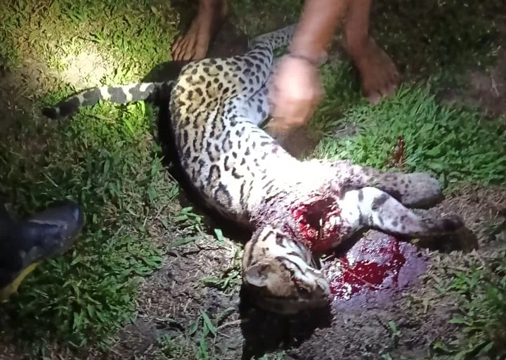 Jaguatirica ataca criança durante banho em aldeia no rio Gregório, em Tarauacá; veja vídeo