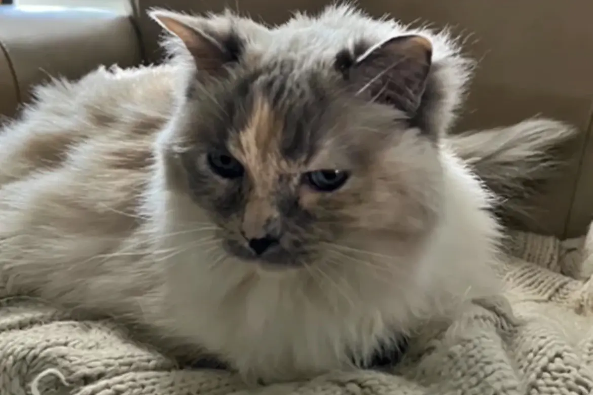 Família paga por eutanásia e descobre gata viva em clínica após um ano e meio