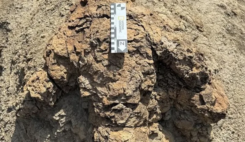 Descoberta rara: cientistas encontram 1º rastro de pegadas de tiranossauro