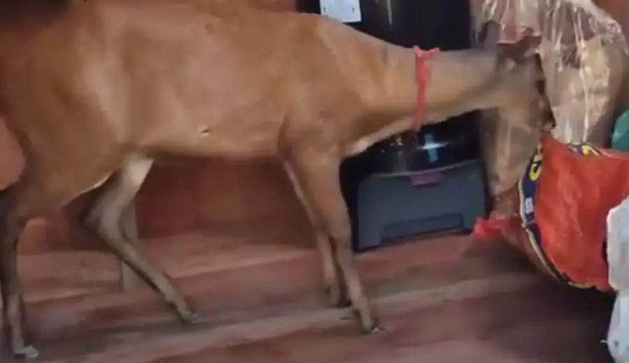 Sem coleira e sem prisão: veado-mateiro é “animal de estimação” em comunidade na zona rural de Cruzeiro do Sul