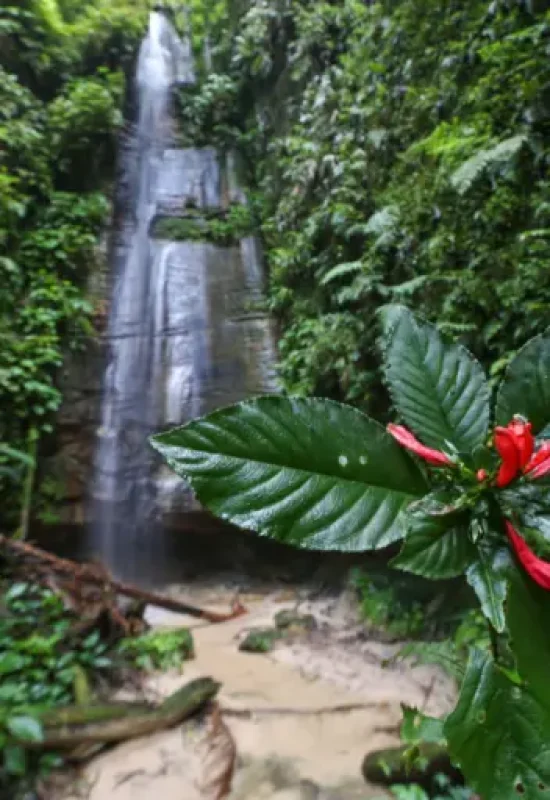 Expedição internacional vai investigar flora na Serra do Divisor