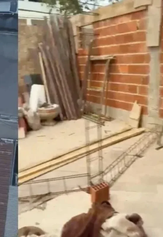 VÍDEO: Pai e dois filhos perdem a vida após tentarem salvar mulher de descarga elétrica