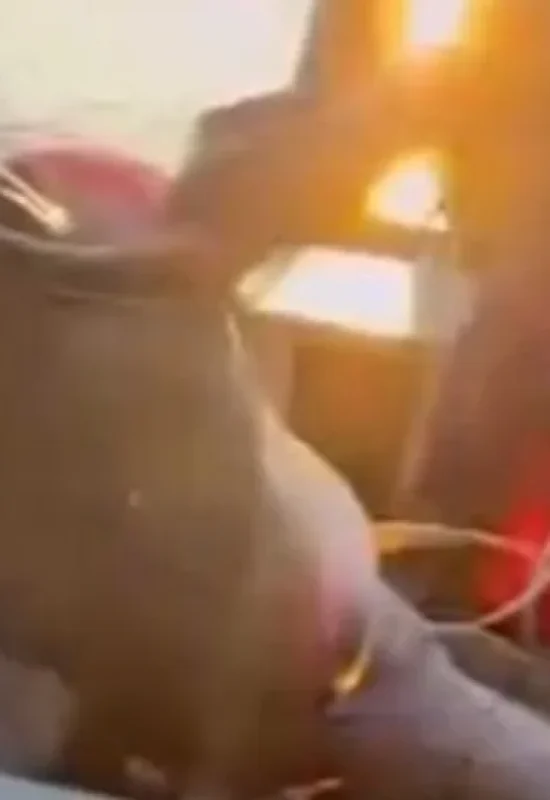 Pescadores acham surubim gigante agonizando com piranha na goela; veja vídeo
