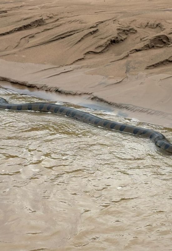 Sucuri gigante é flagrada durante enchentes no interior do Acre e chama atenção de moradores