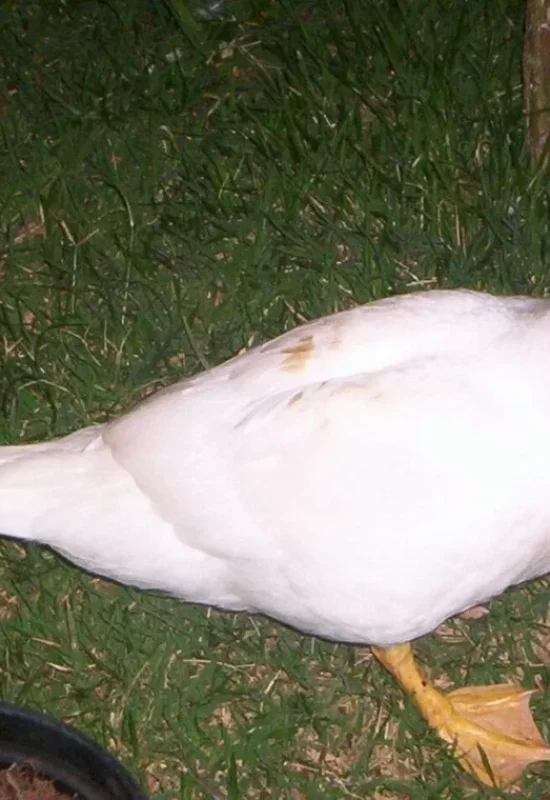 Homem é flagrado roubando pato de residência e acaba preso em Cruzeiro do Sul