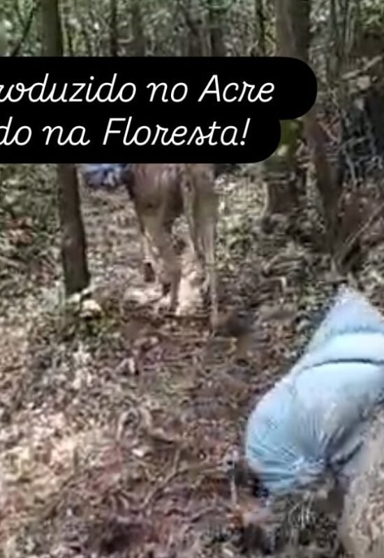 Produtor mostra trabalho pesado por trás da colheita do açaí na floresta acreana