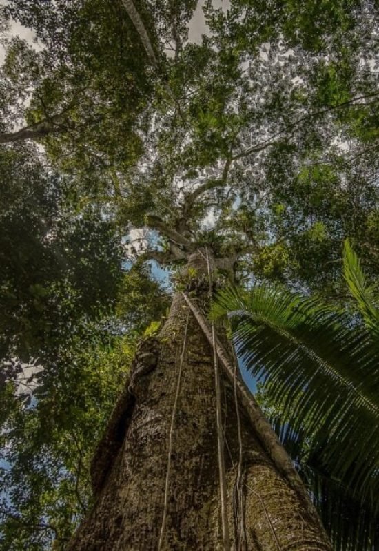 Dia Mundial das Florestas: Acre fortalece políticas indígenas e amplia ações nos territórios para preservação ambiental