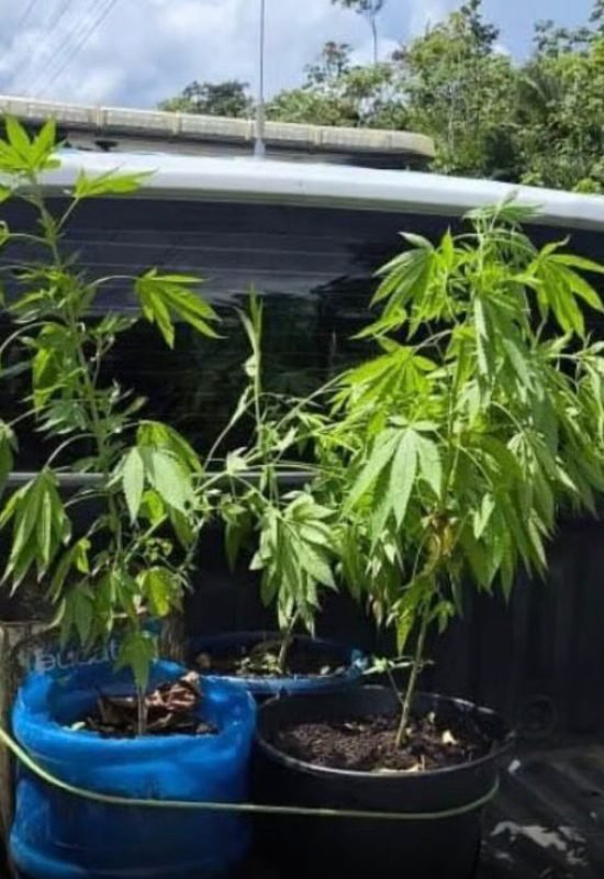 Homem com tornozeleira é preso com pés de maconha em Rodrigues Alves