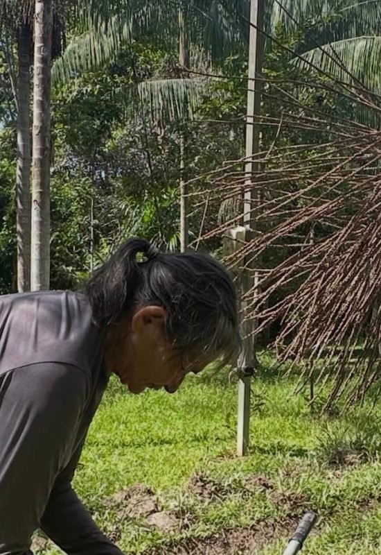 Projeto de açaí sustentável aposta em inovação e turismo no Rio Crôa