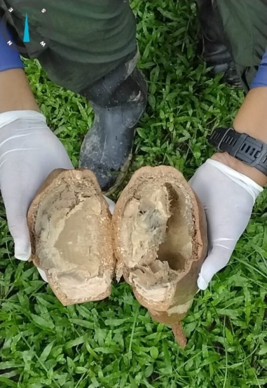 Idaf investiga caso suspeito de monilíase em Marechal Thaumaturgo e reforça medidas de controle no Juruá