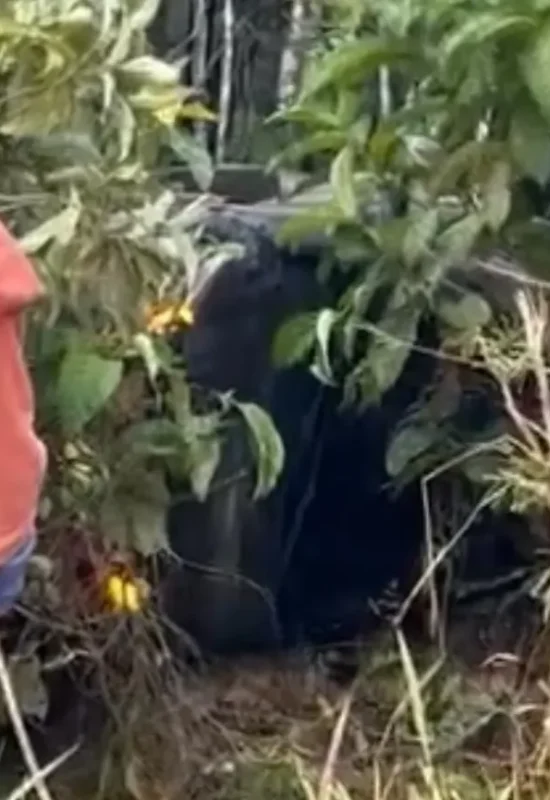 Viatura policial capota na estrada do Gama, em Guajará (AM); veja vídeo