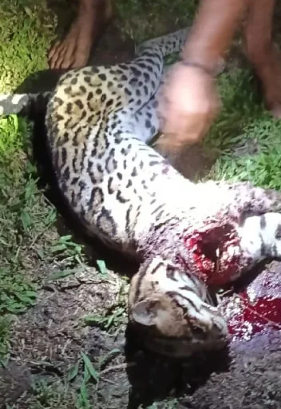 Jaguatirica ataca criança durante banho em aldeia no rio Gregório, em Tarauacá; veja vídeo