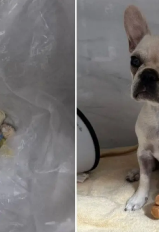 Cachorra ingere mais de 50 pedras de crack e caso termina com prisão