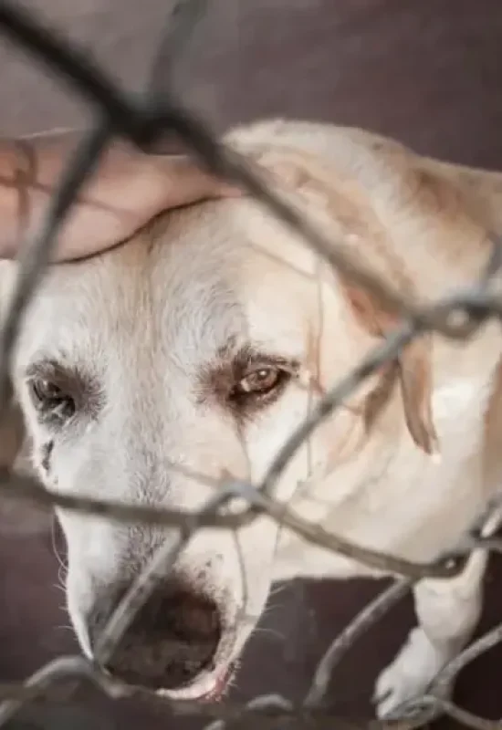 Acre sanciona leis que incentivam vacinação de animais e garantem direito de alimentar cães e gatos de rua
